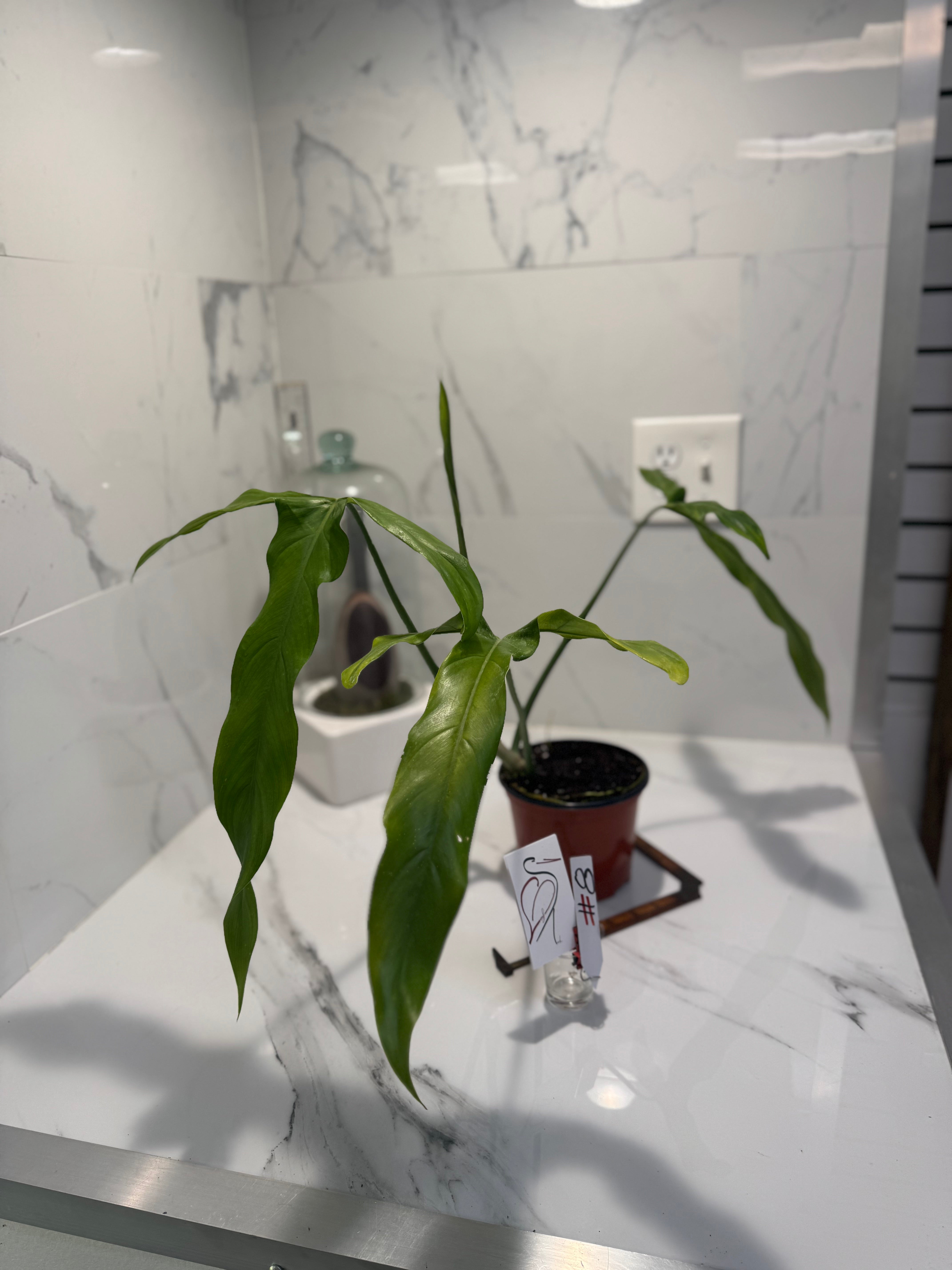 Philodendron Paloraense #08