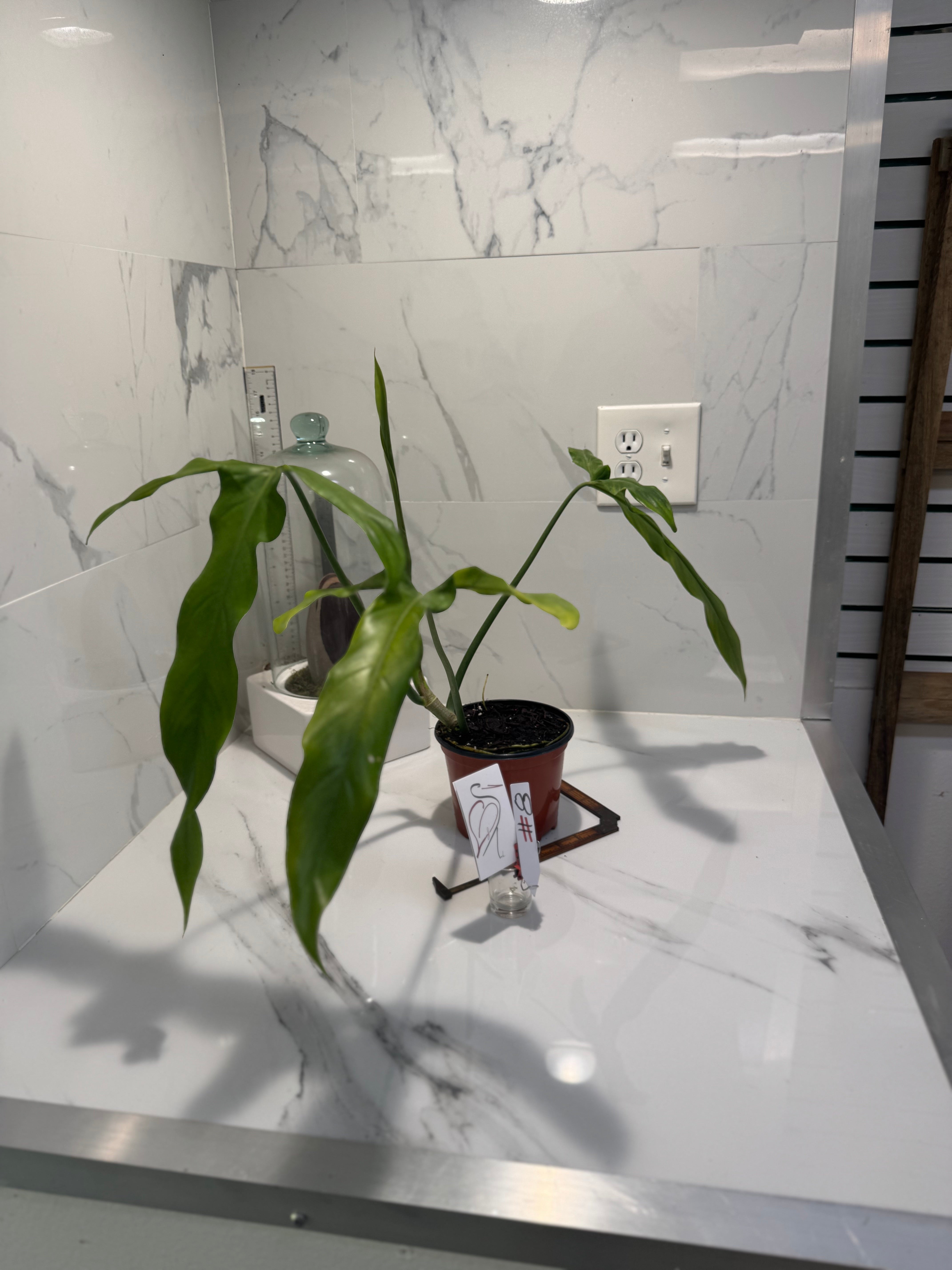 Philodendron Paloraense #08