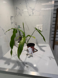 Philodendron Paloraense #08