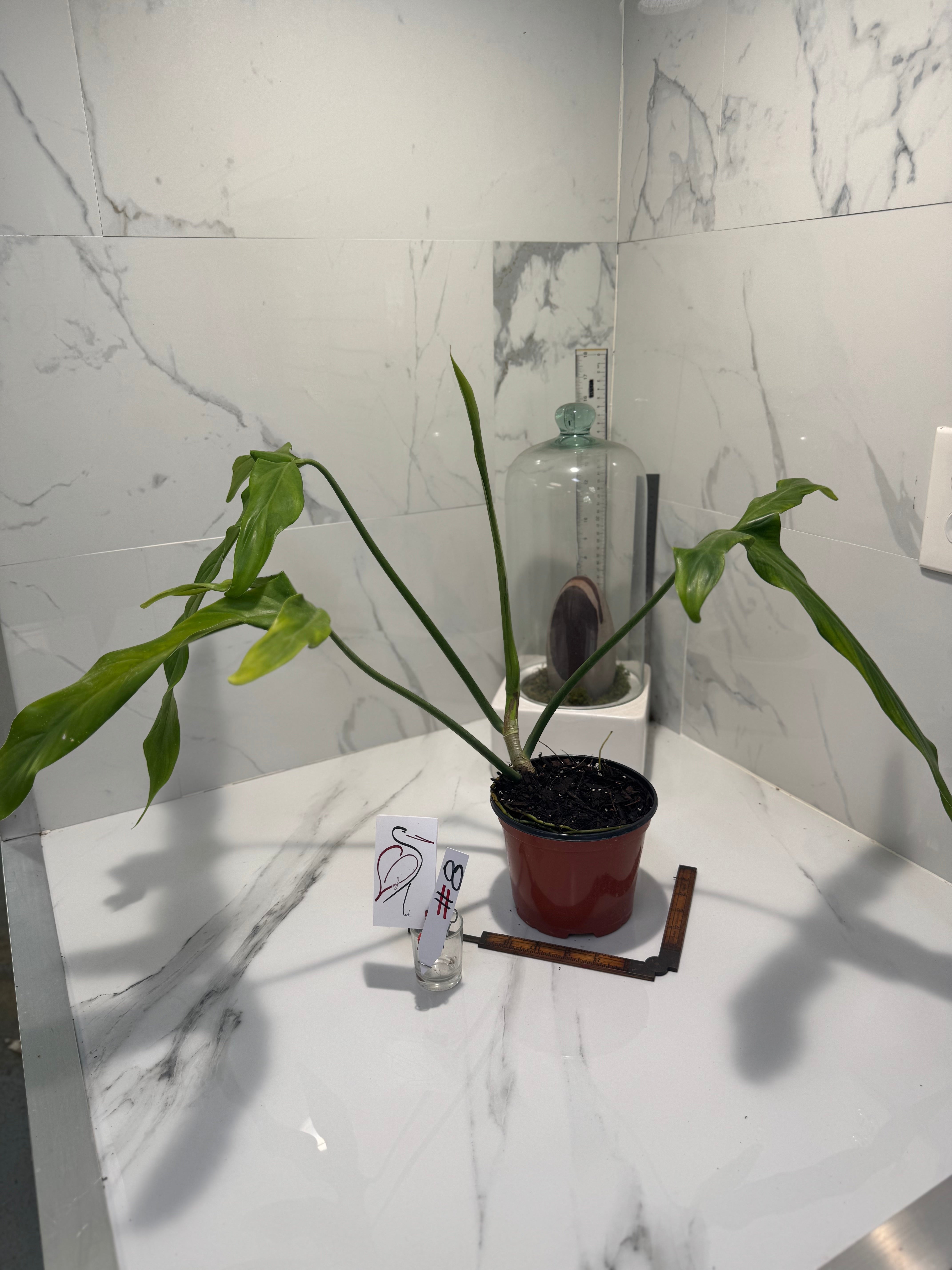 Philodendron Paloraense #08