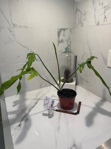 Philodendron Paloraense #08