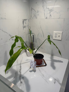 Philodendron Paloraense #08