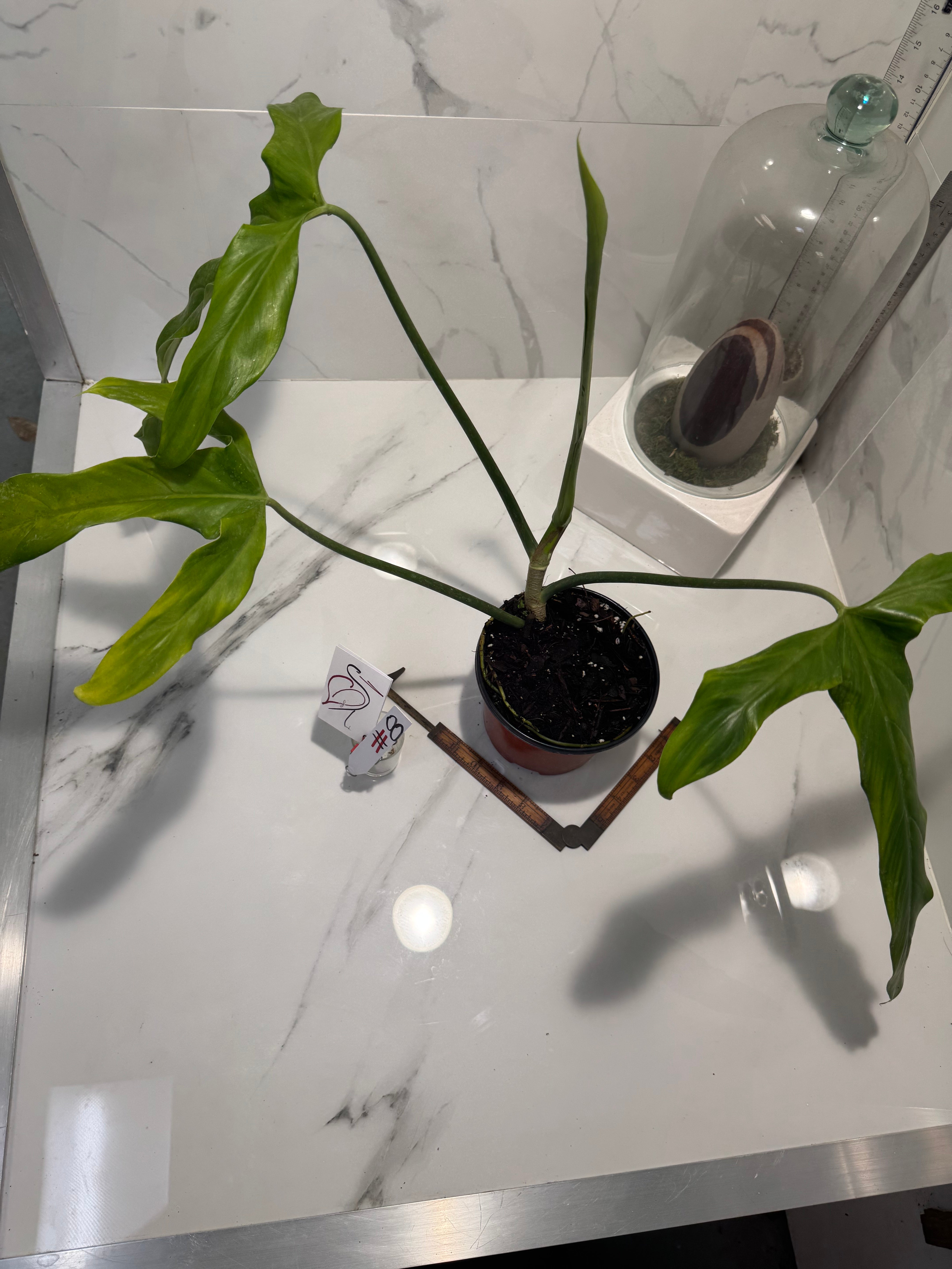 Philodendron Paloraense #08