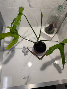 Philodendron Paloraense #08