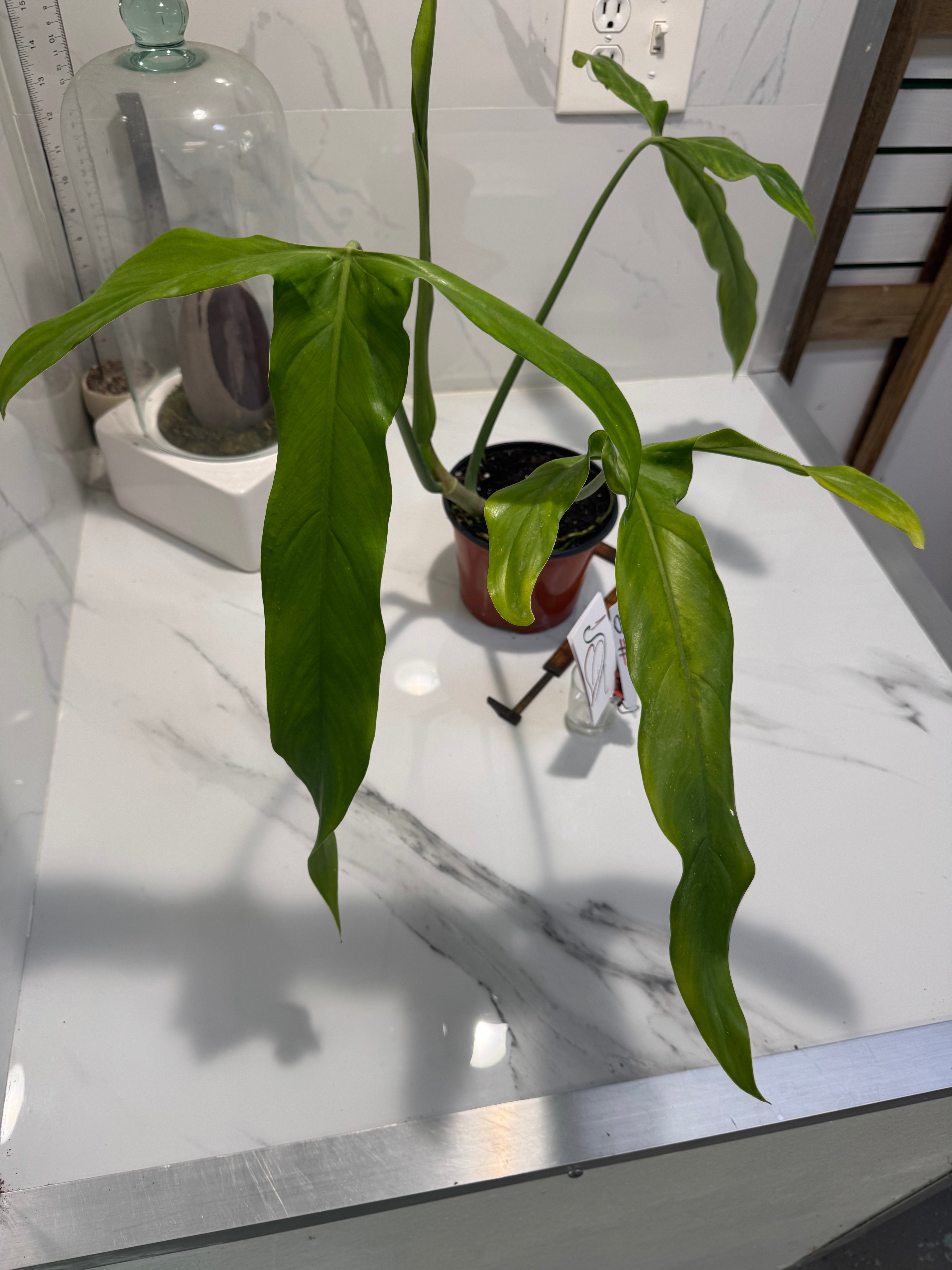 Philodendron Paloraense #08