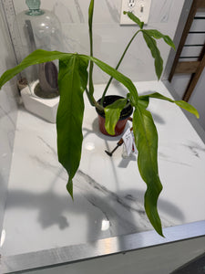 Philodendron Paloraense #08