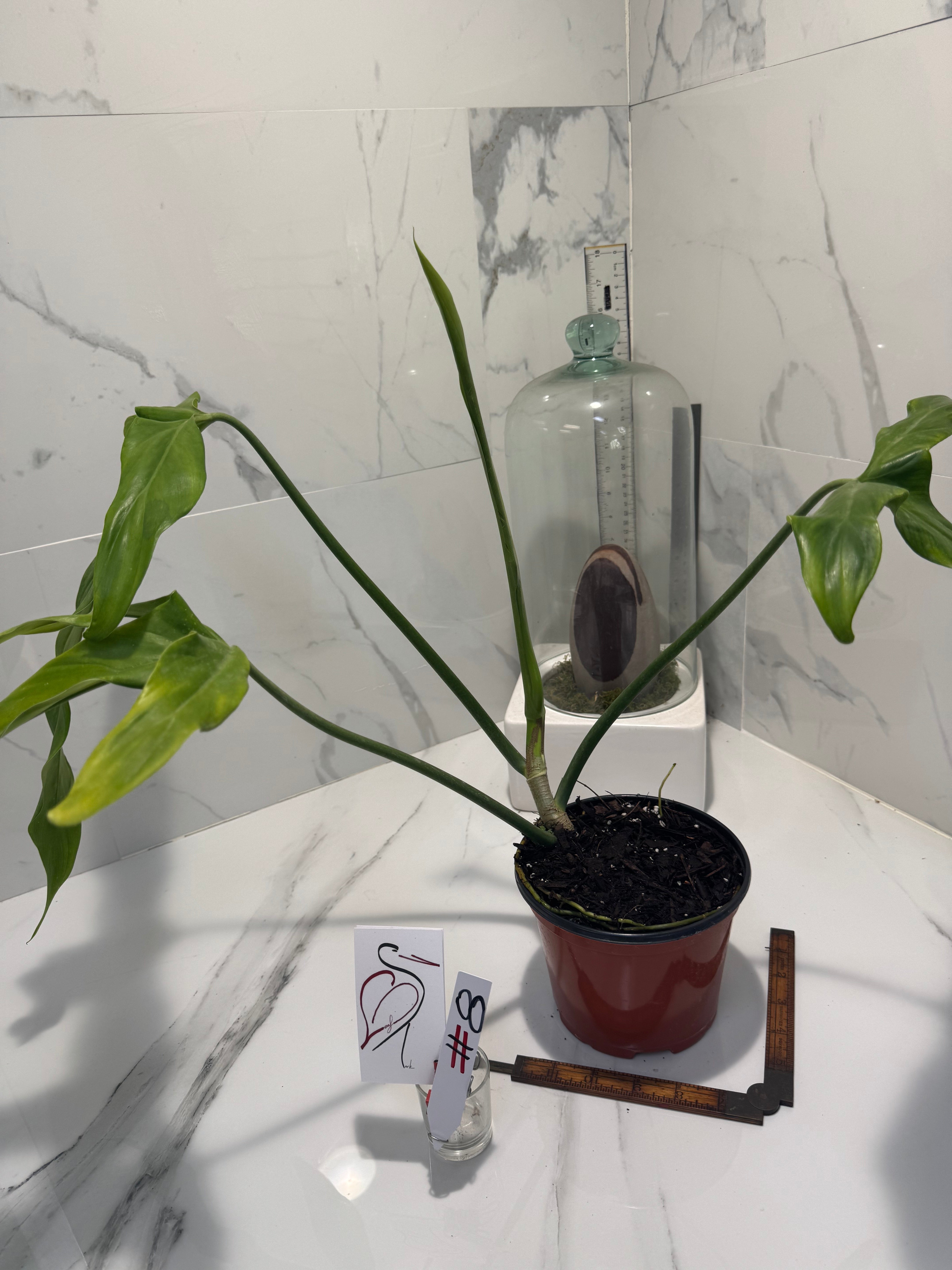Philodendron Paloraense #08