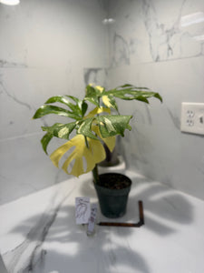 Monstera Thai Constellation #23