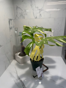 Monstera Thai Constellation #23