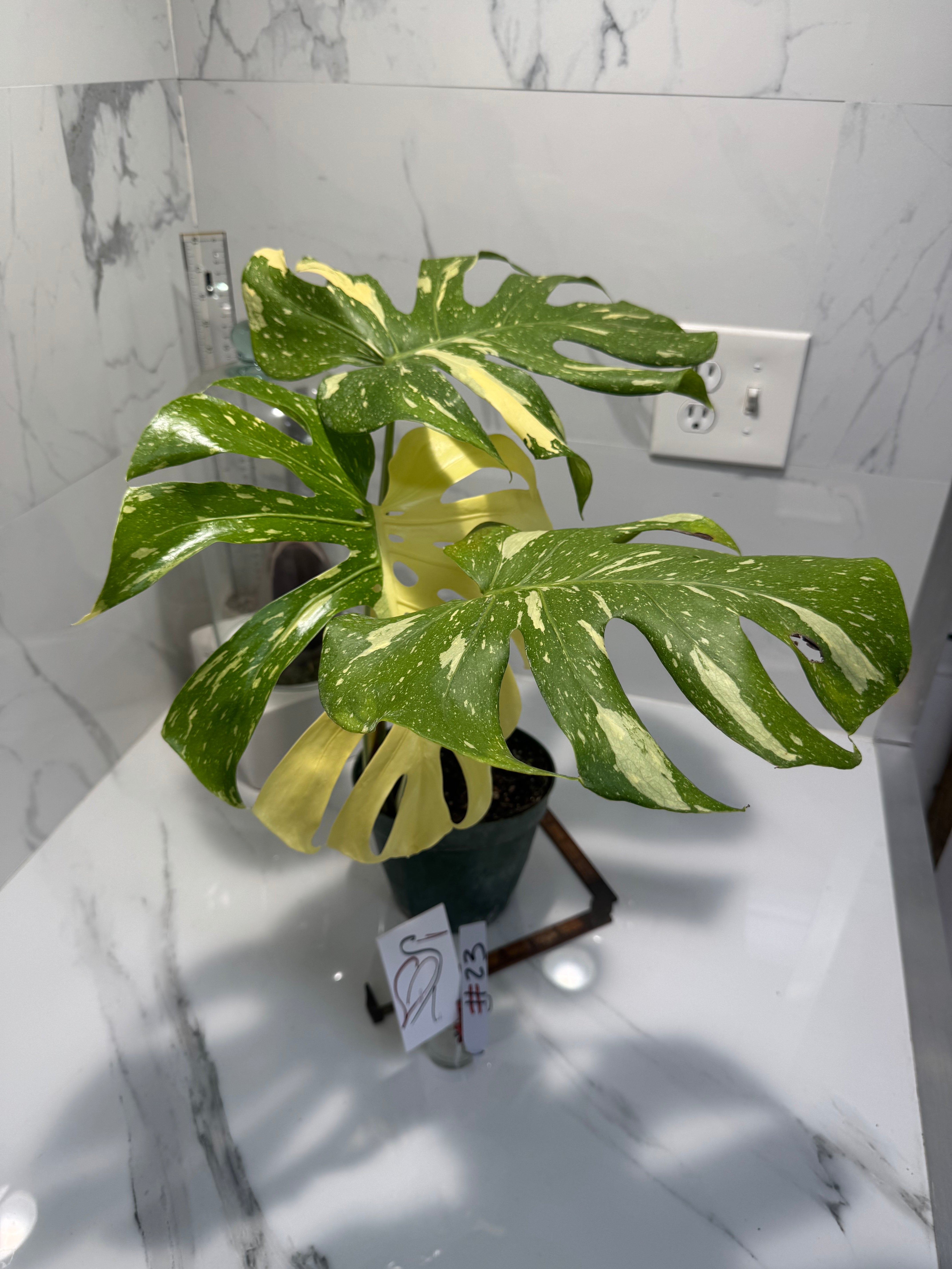 Monstera Thai Constellation #23