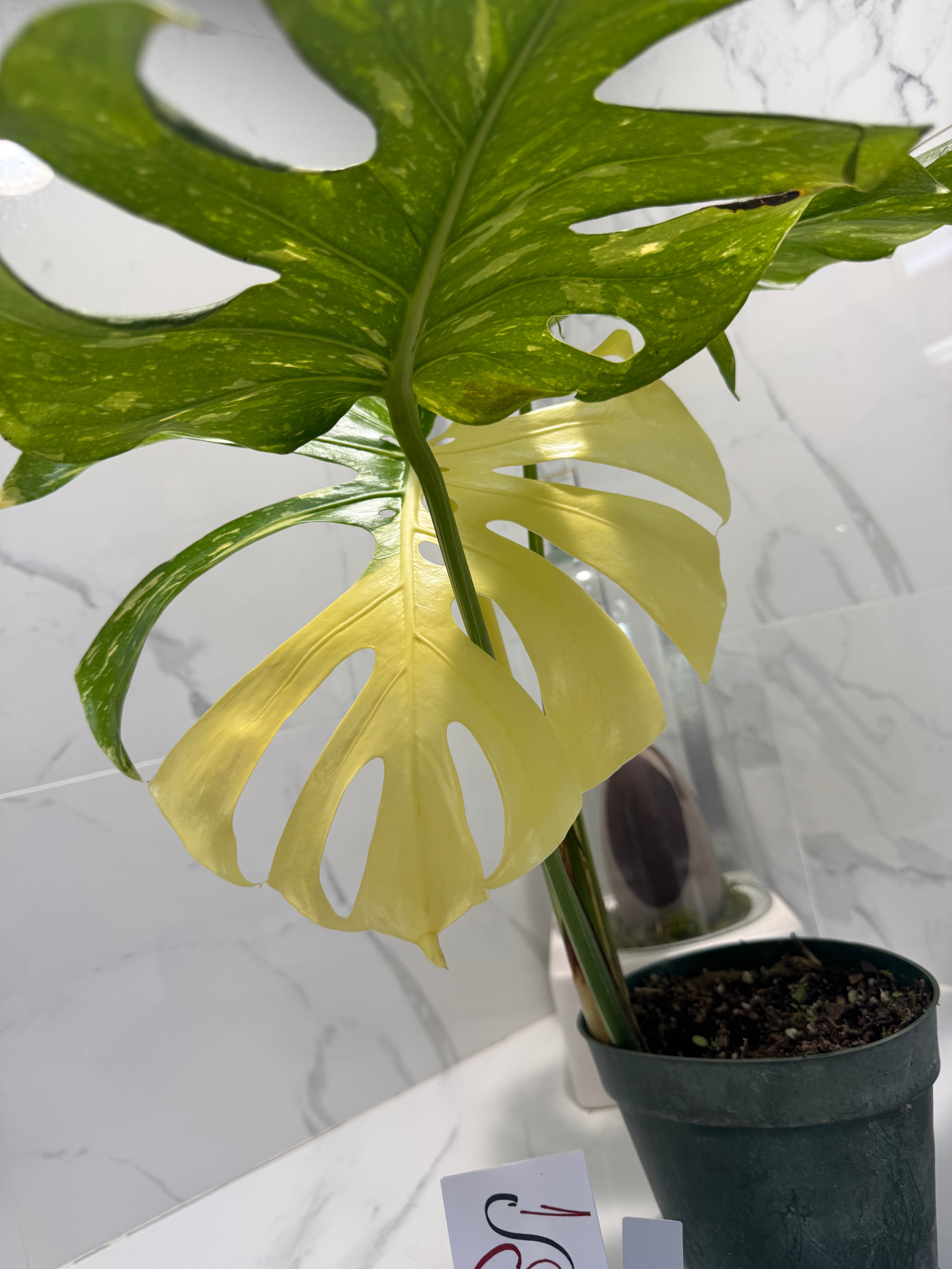 Monstera Thai Constellation #23