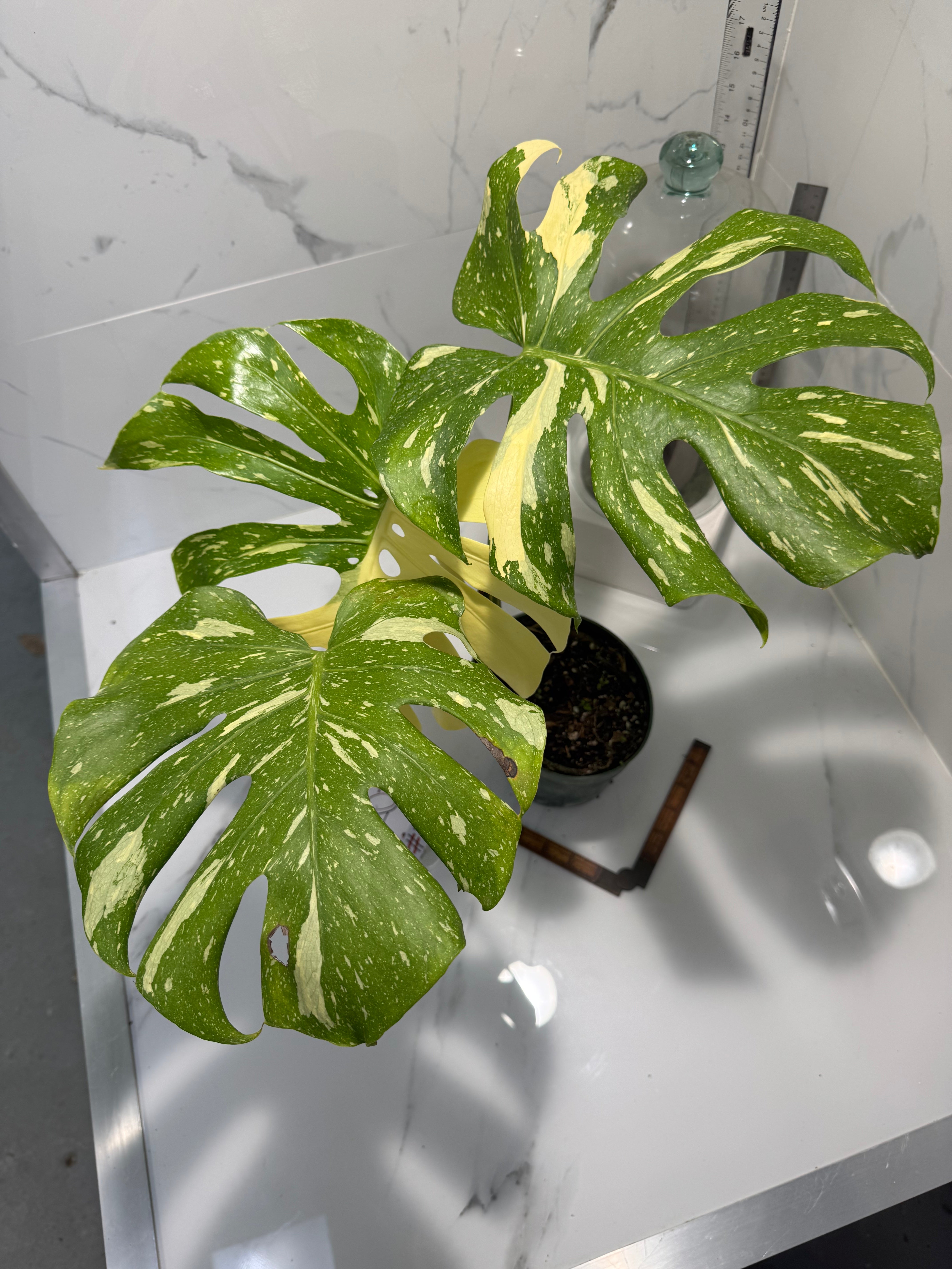 Monstera Thai Constellation #23