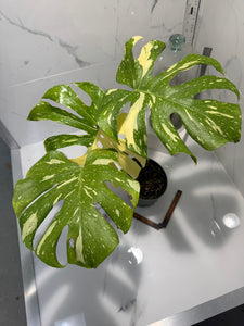 Monstera Thai Constellation #23