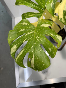 Monstera Thai Constellation #23