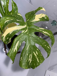Monstera Thai Constellation #23