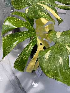 Monstera Thai Constellation #23