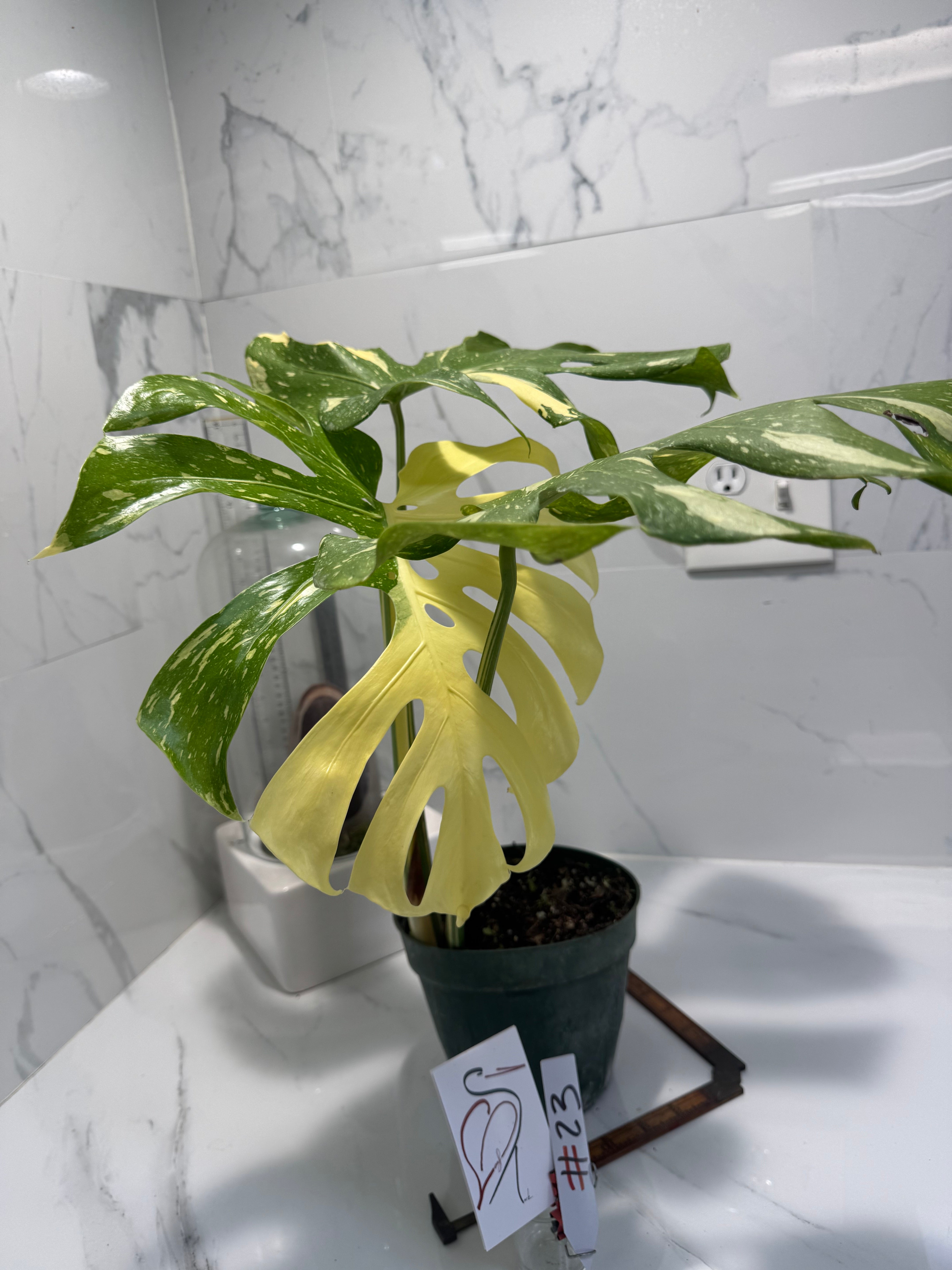 Monstera Thai Constellation #23