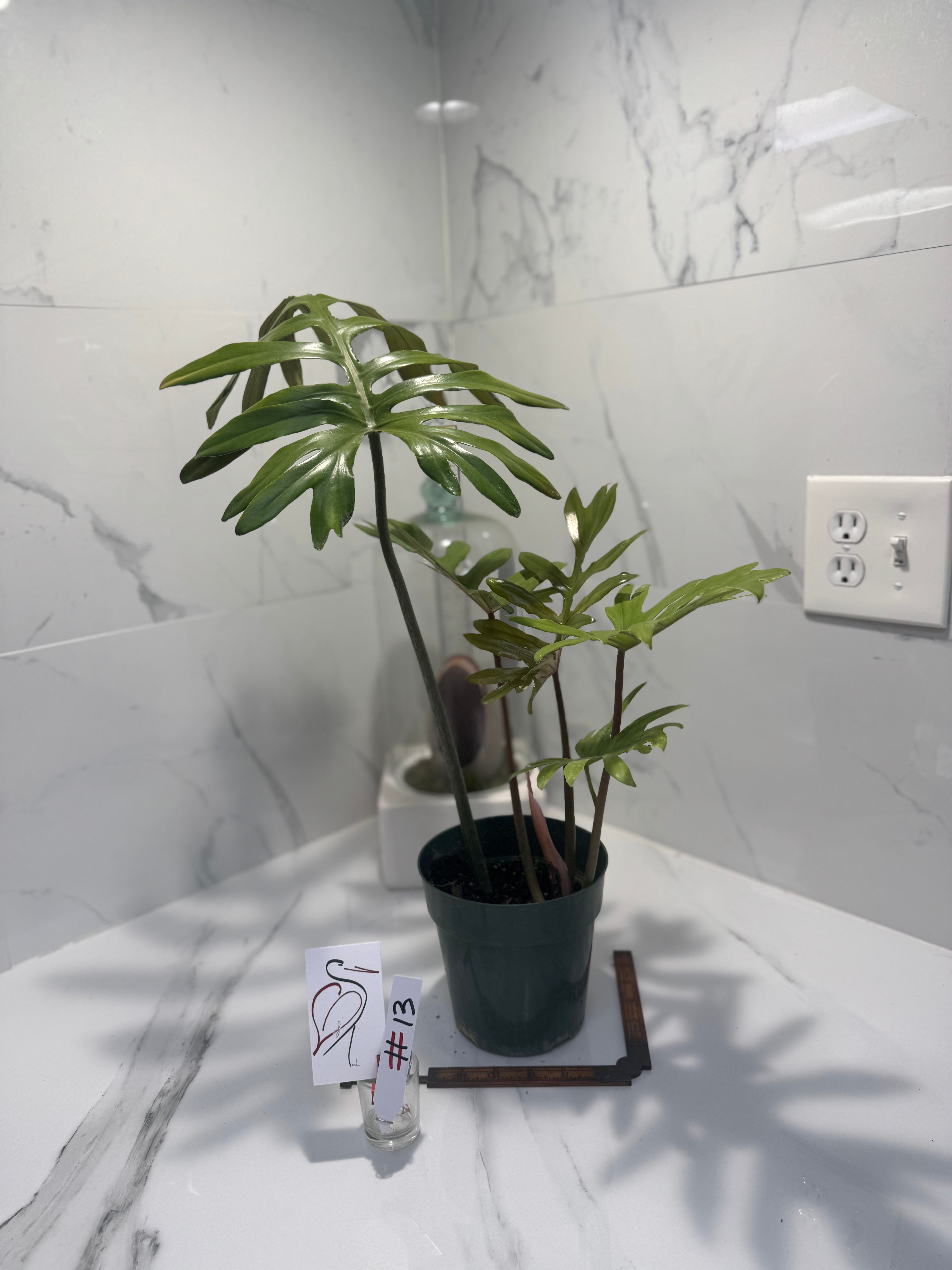 Philodendron Mayoi #13
