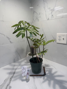 Philodendron Mayoi #13