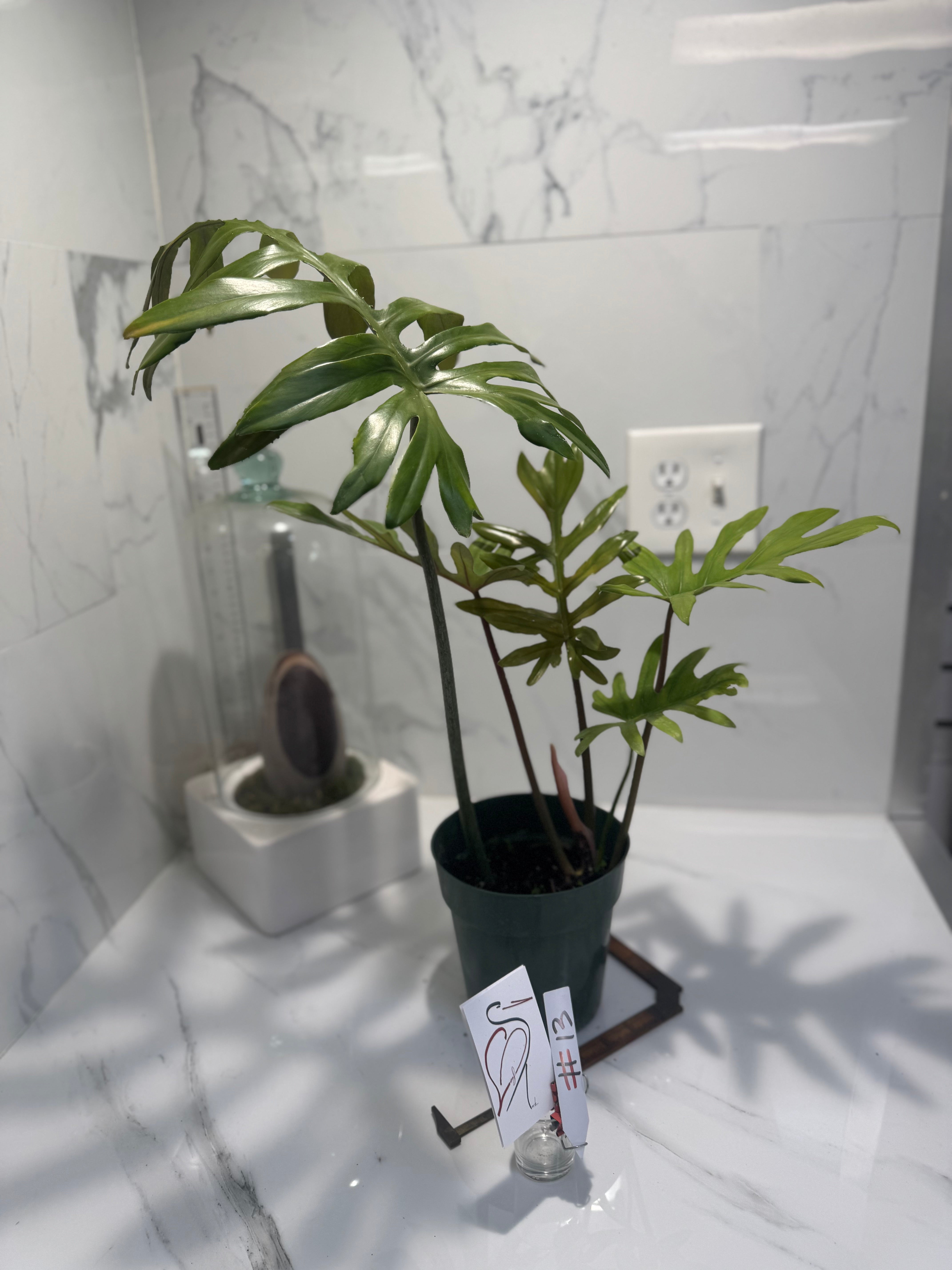 Philodendron Mayoi #13
