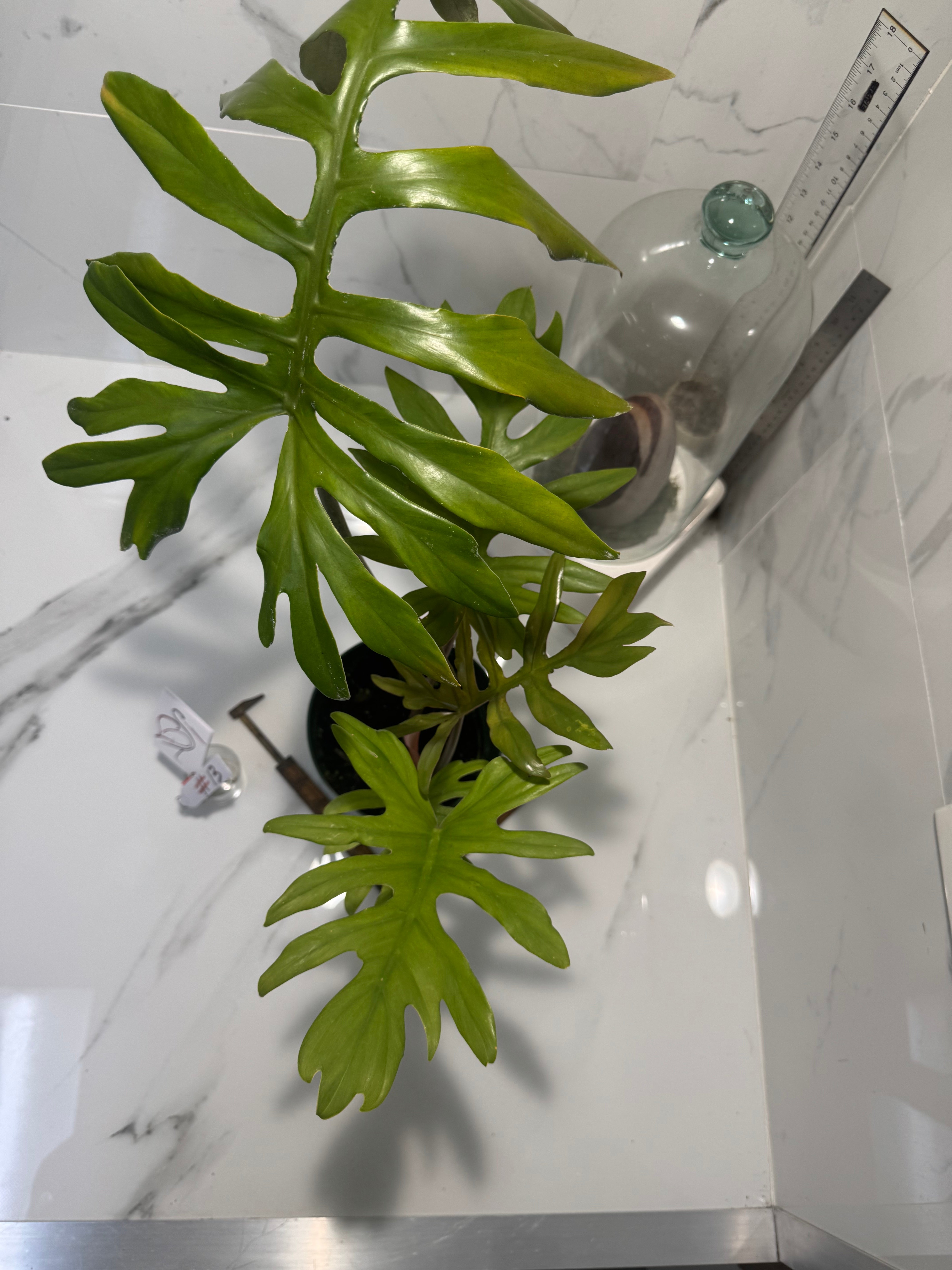 Philodendron Mayoi #13
