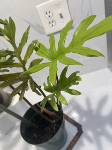 Philodendron Mayoi #13