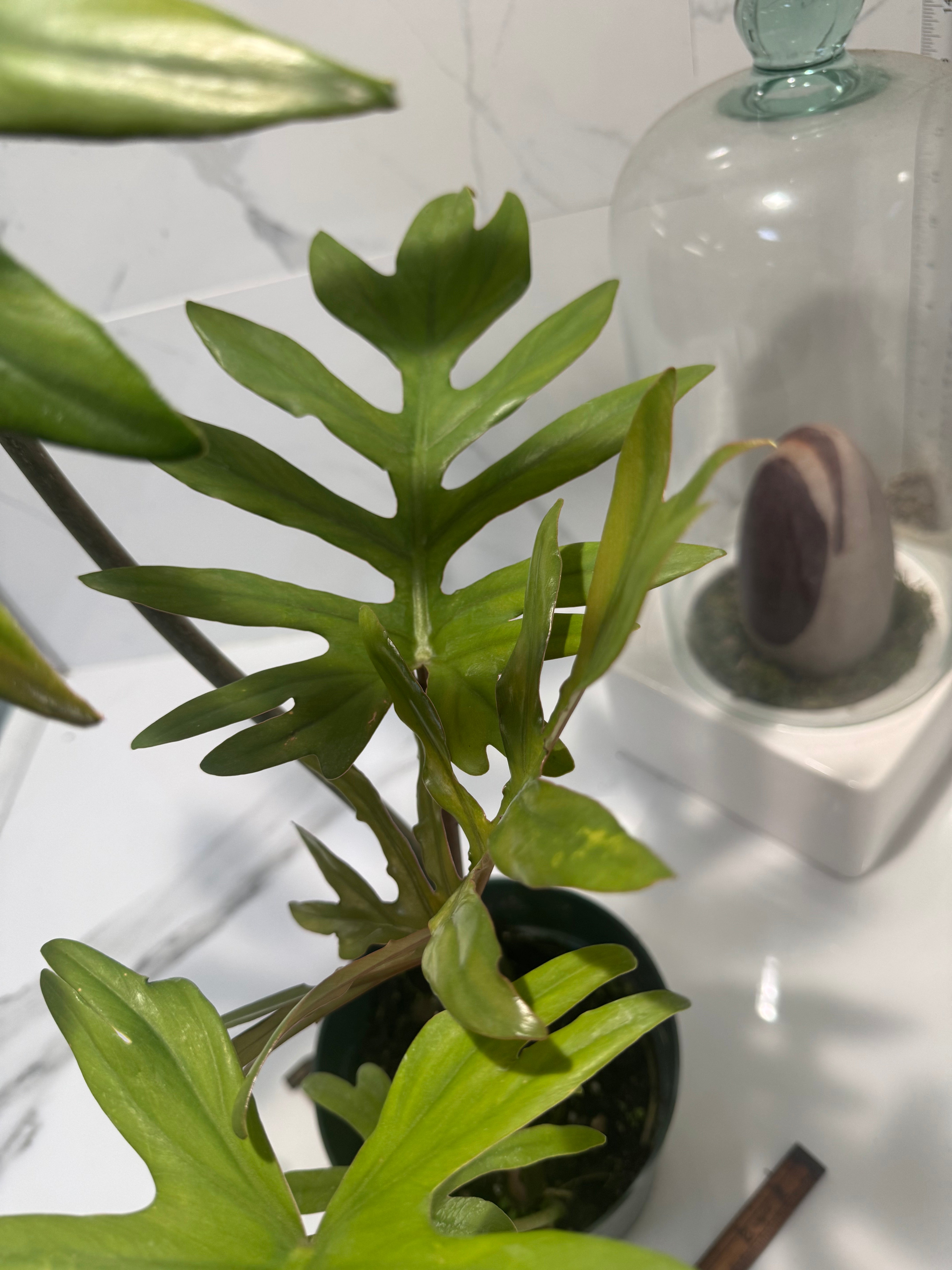 Philodendron Mayoi #13
