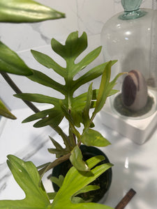 Philodendron Mayoi #13