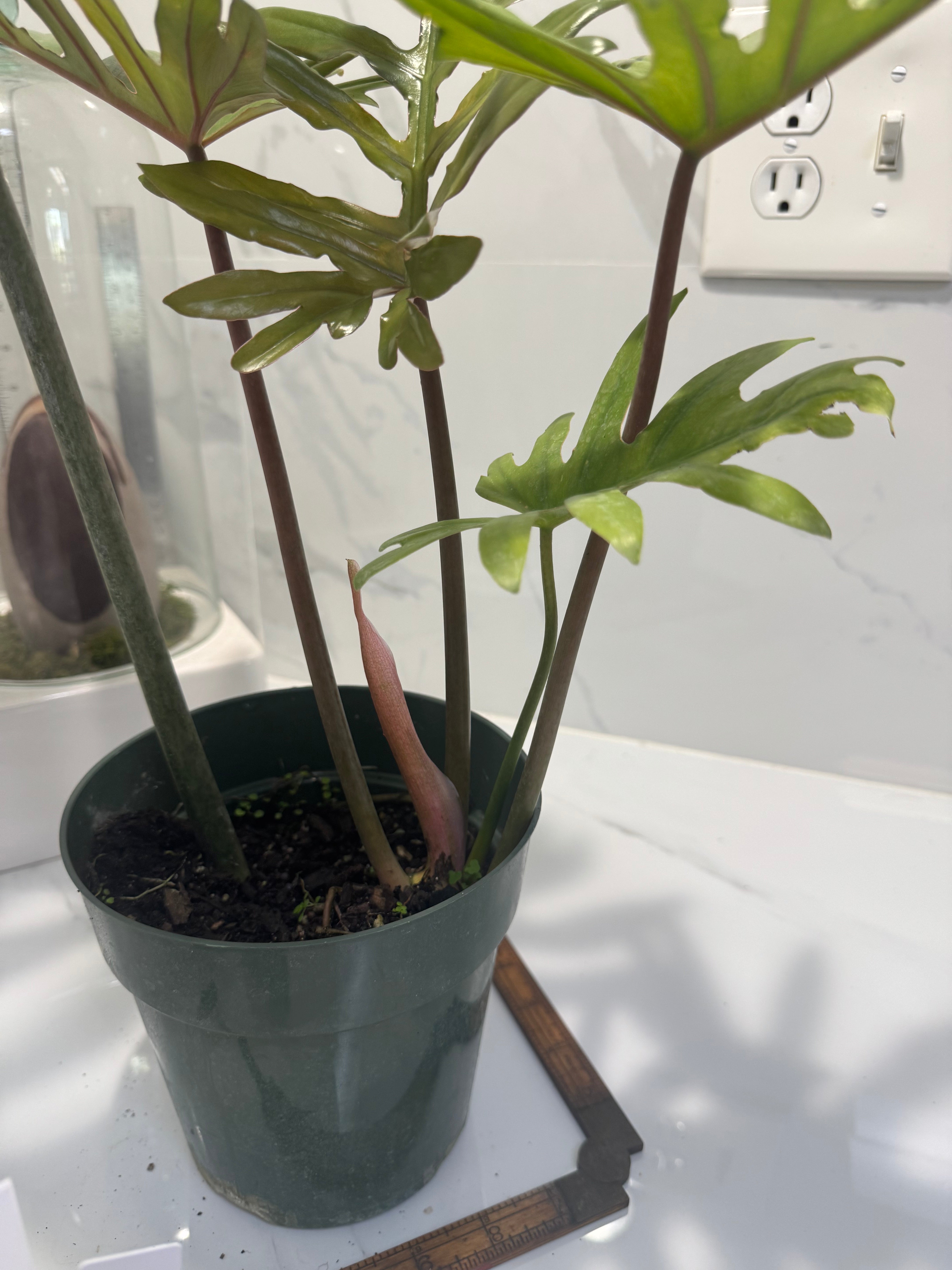 Philodendron Mayoi #13