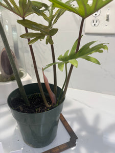 Philodendron Mayoi #13