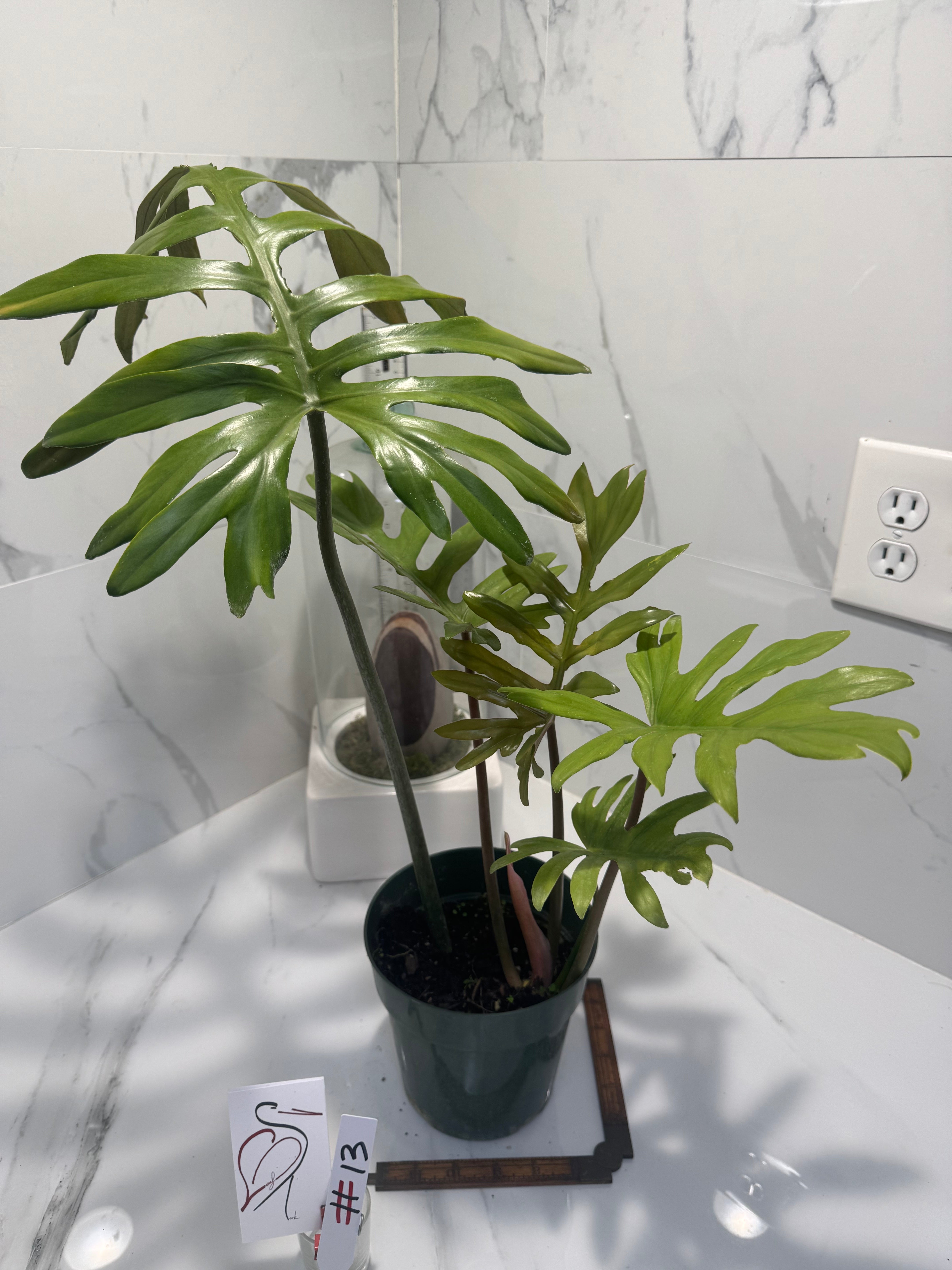 Philodendron Mayoi #13