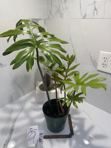 Philodendron Mayoi #13