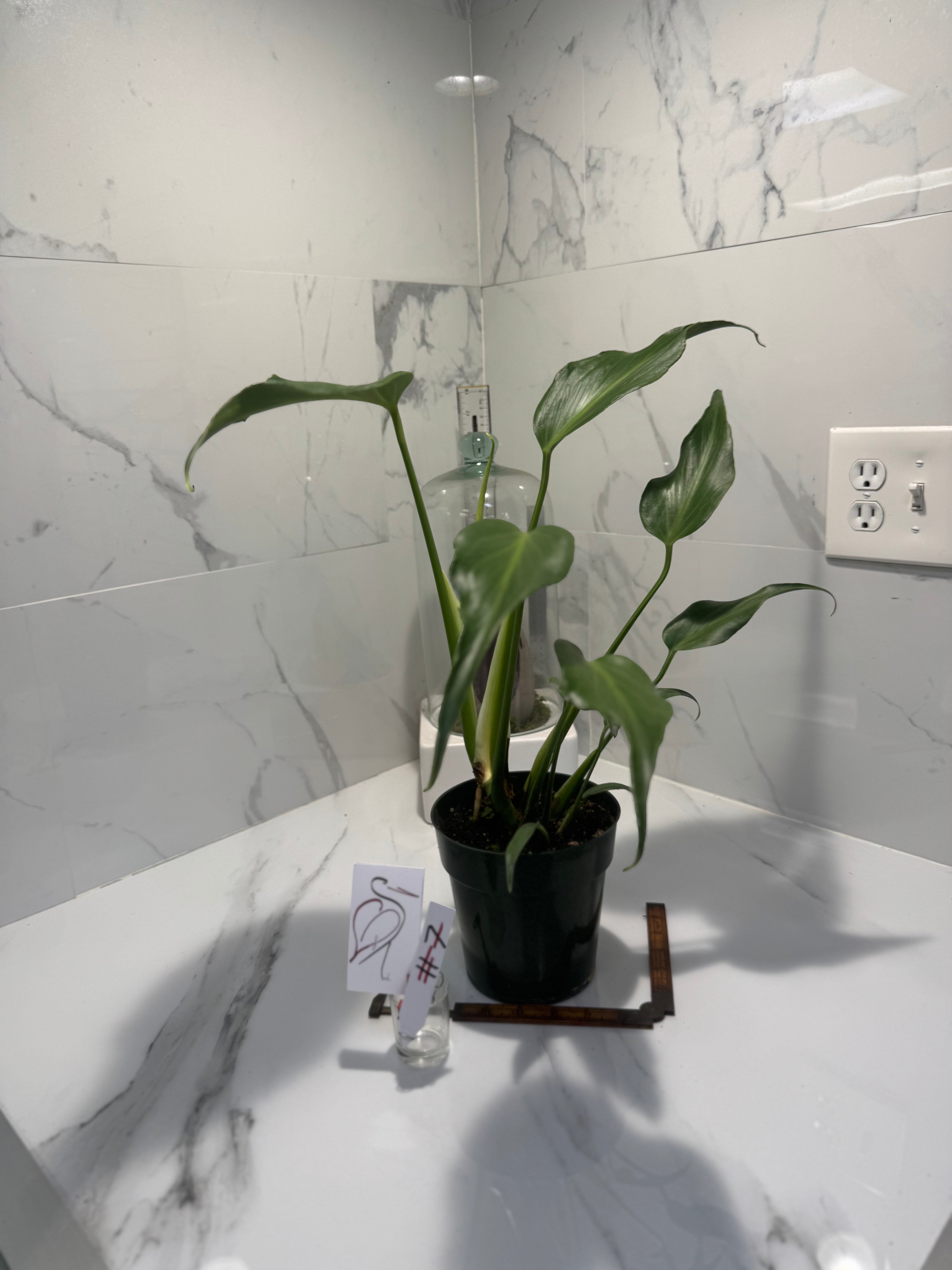 Monstera Burle Marx Flame #07