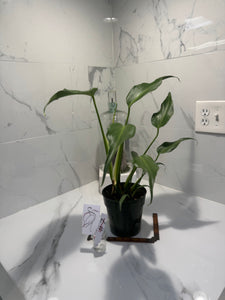 Monstera Burle Marx Flame #07