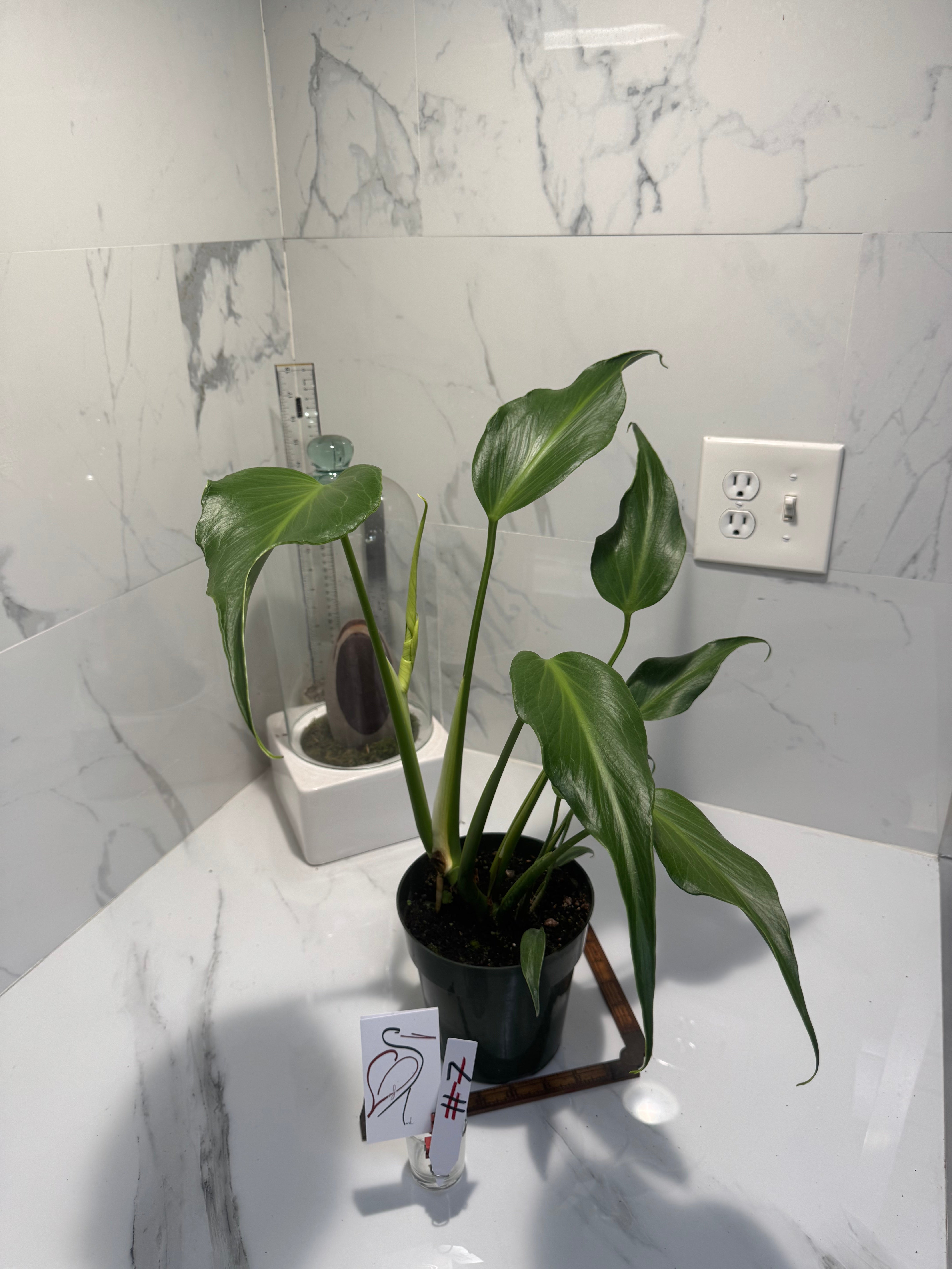 Monstera Burle Marx Flame #07