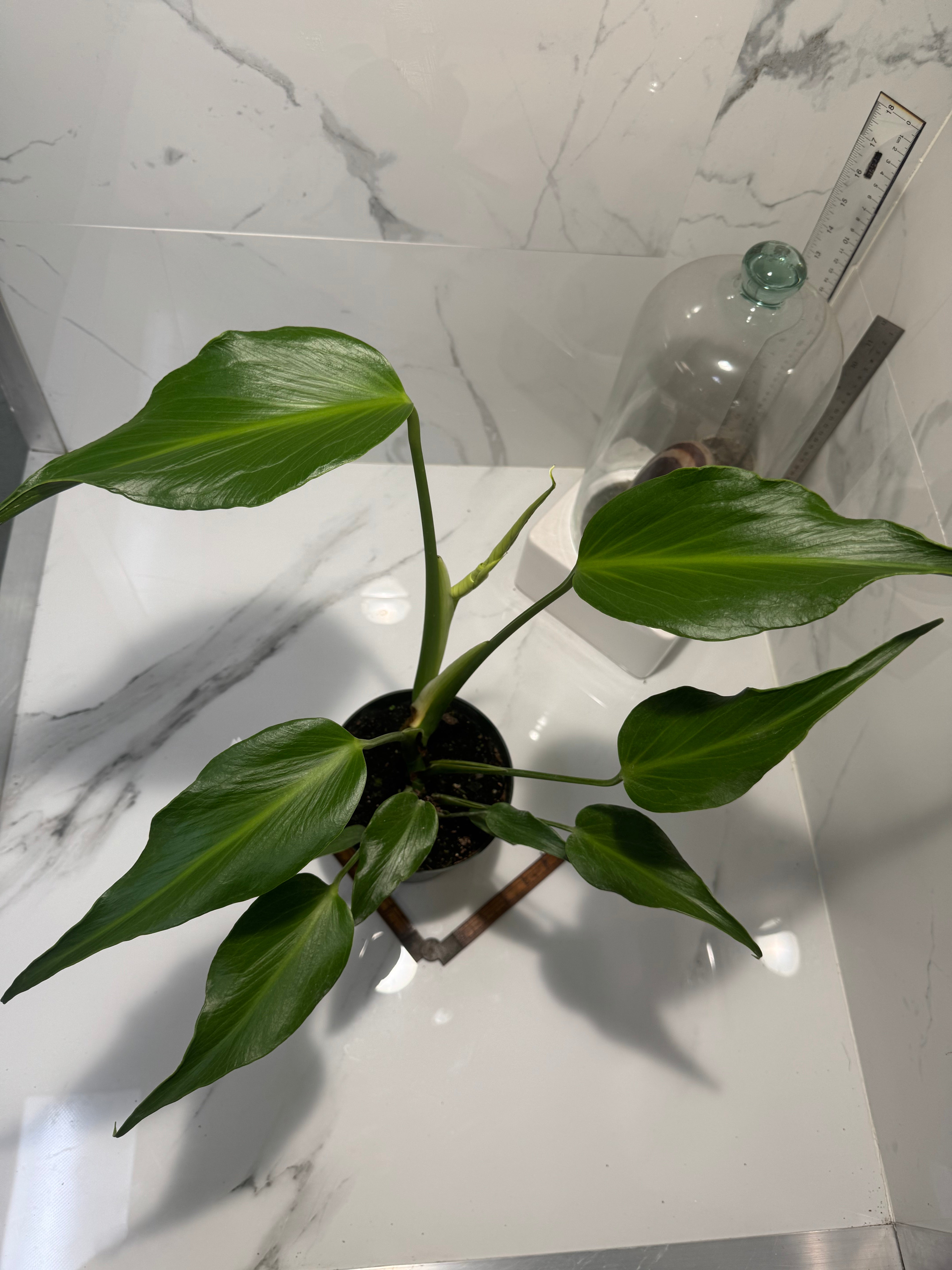Monstera Burle Marx Flame #07