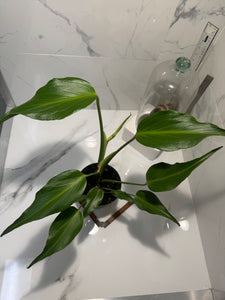 Monstera Burle Marx Flame #07