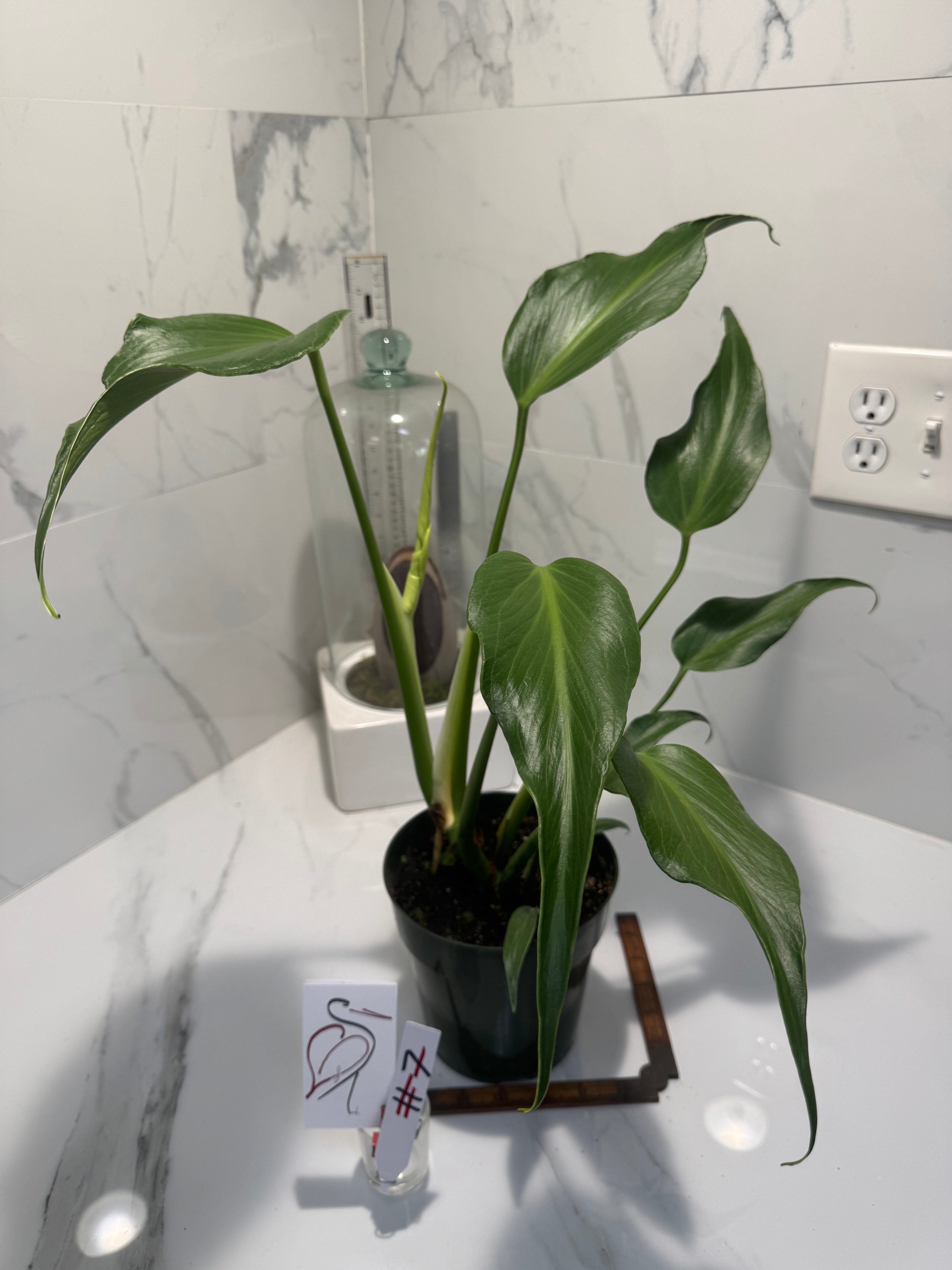 Monstera Burle Marx Flame #07