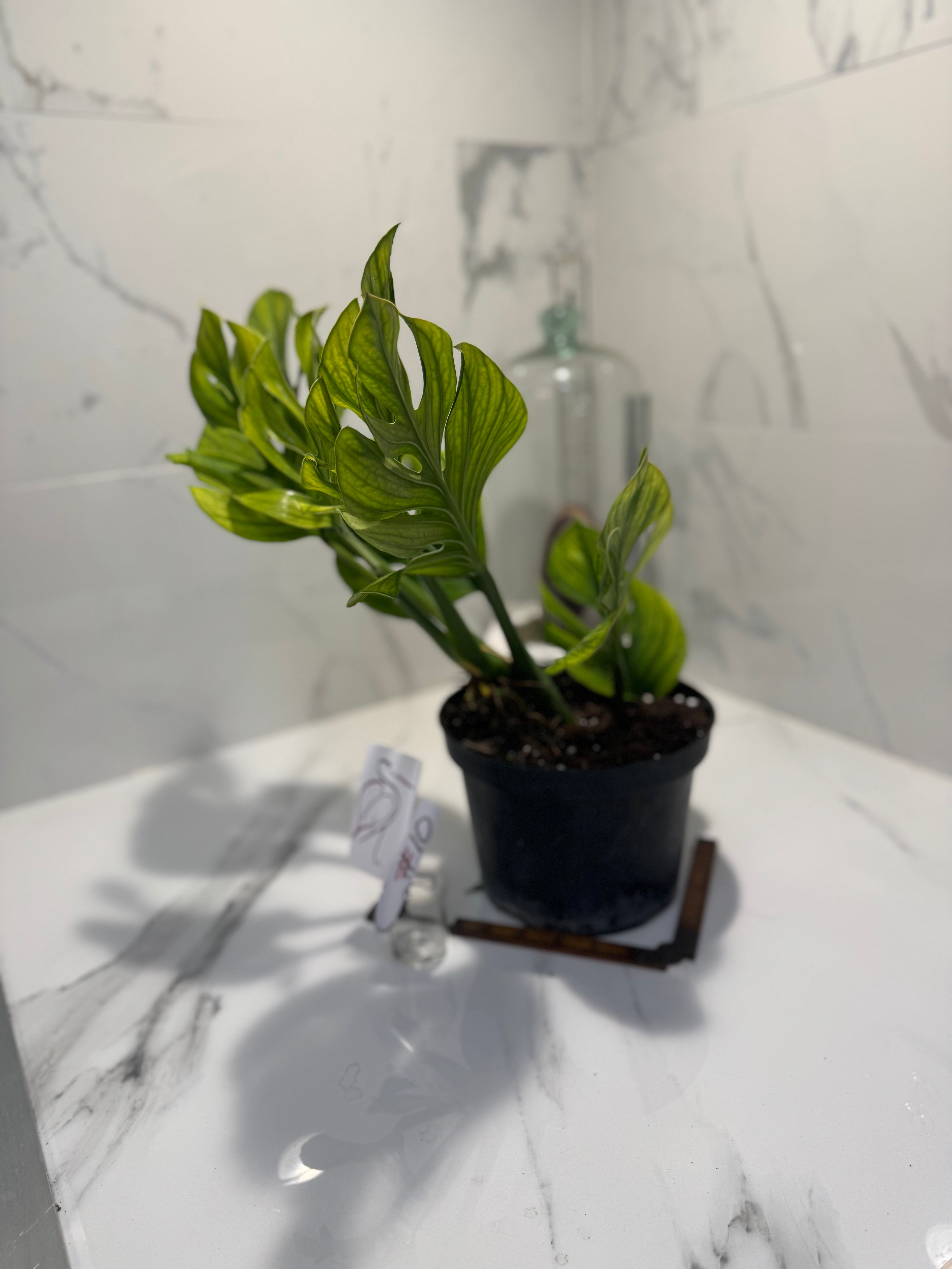 Monstera pinnatipartita #10