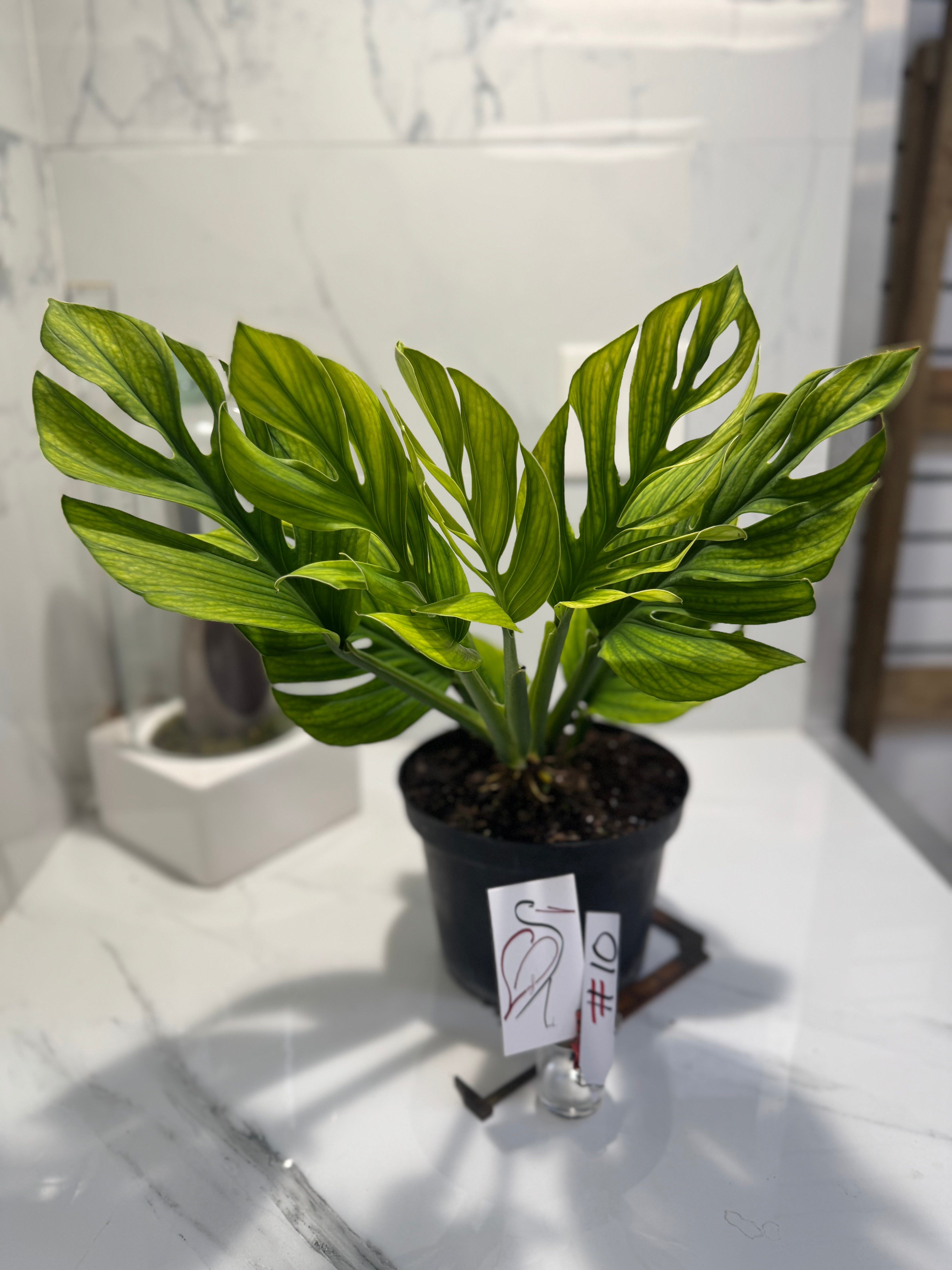 Monstera pinnatipartita #10
