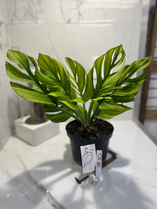Monstera pinnatipartita #10