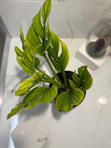 Monstera pinnatipartita #10