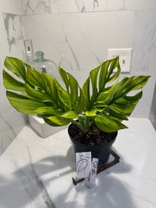 Monstera pinnatipartita #10