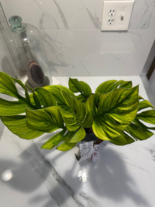 Monstera pinnatipartita #10