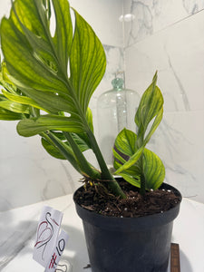 Monstera pinnatipartita #10