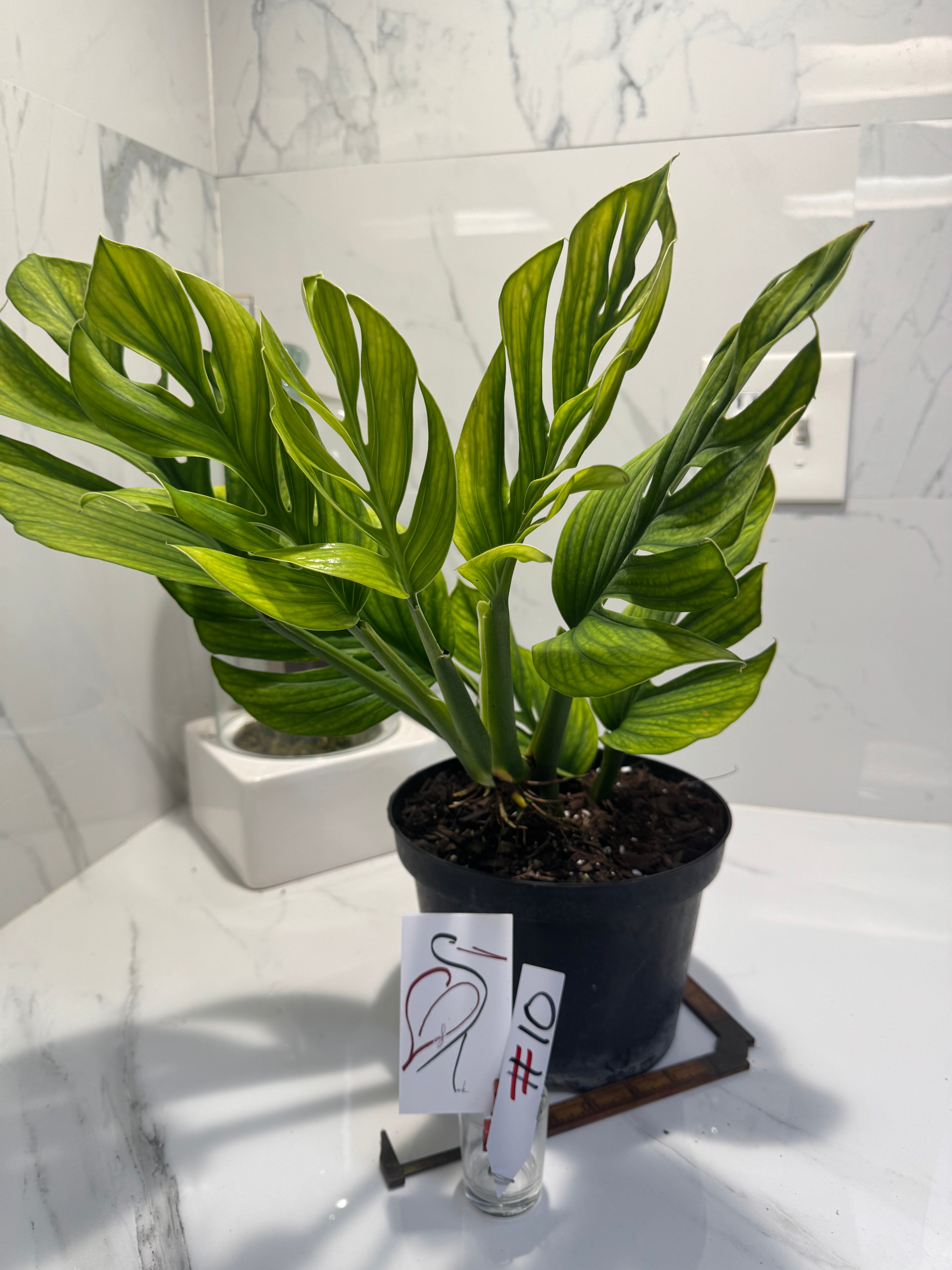 Monstera pinnatipartita #10