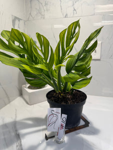Monstera pinnatipartita #10