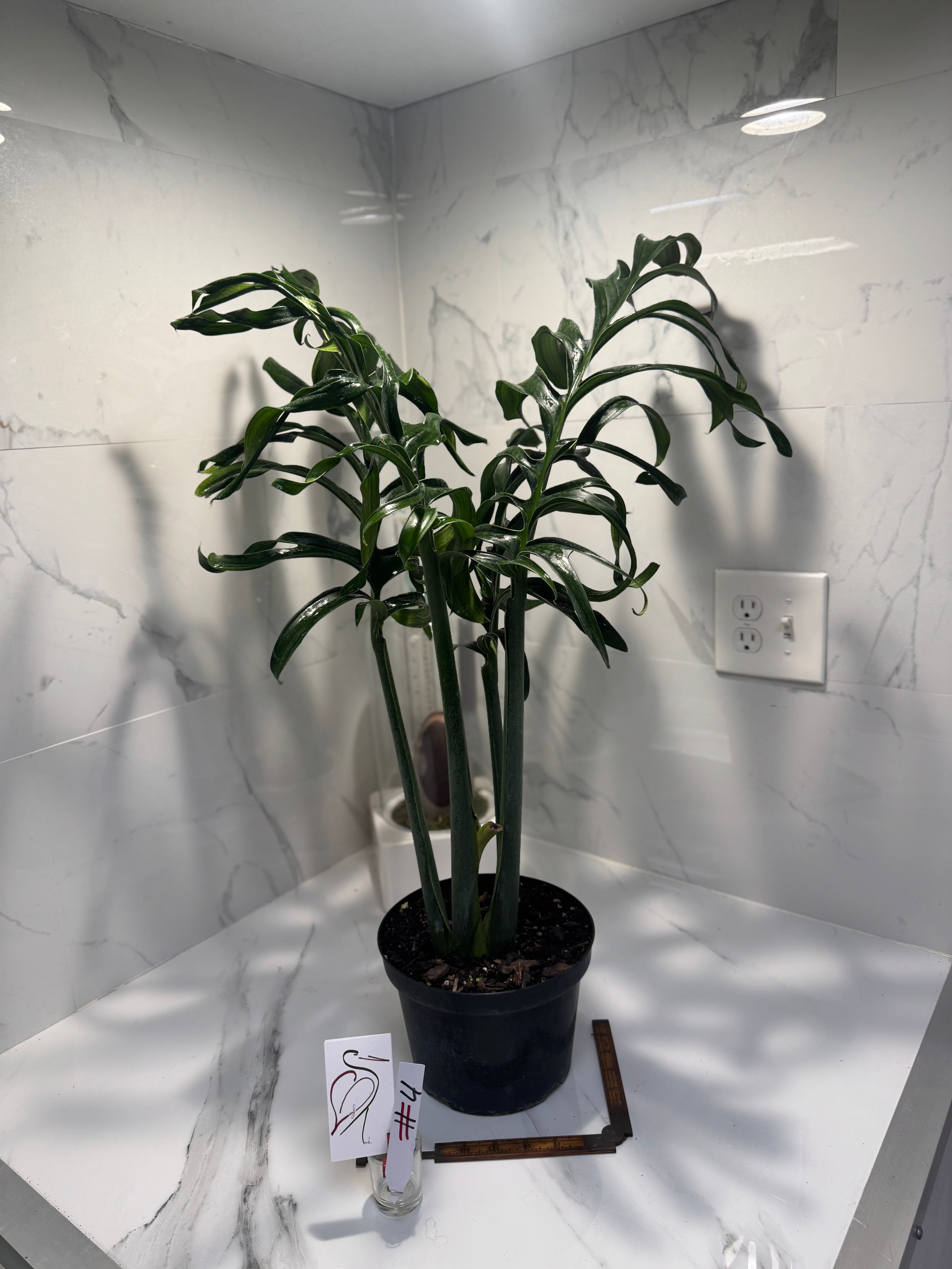 Monstera Pinnatipartita, Dark Form Colombian #04