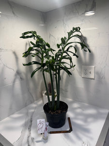 Monstera Pinnatipartita, Dark Form Colombian #04