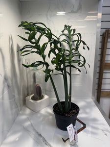Monstera Pinnatipartita, Dark Form Colombian #04
